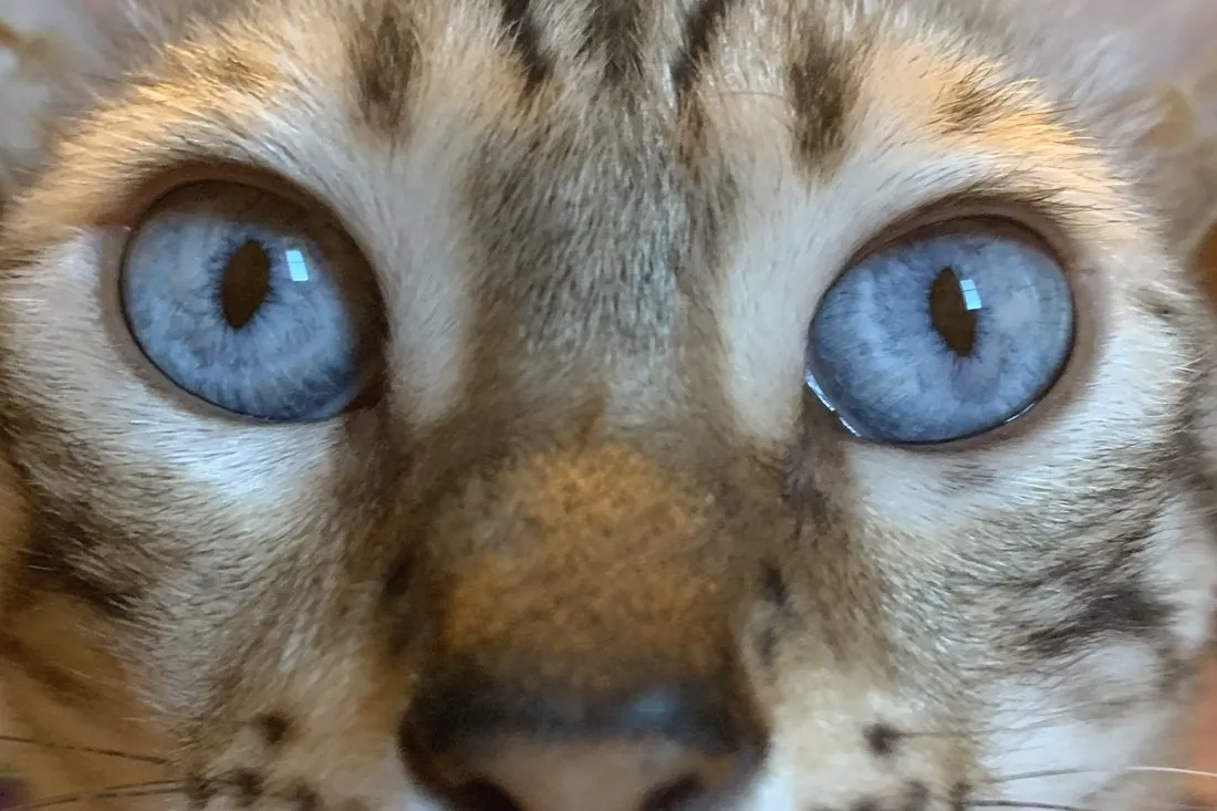 Skrillex ist ein Seal Lynx Point — daher die blauen Augen — Bengalkatze, Alltag