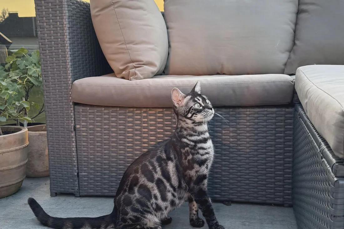 Bengalkatze sitzt in der Dämmerung neben der Gartencouch