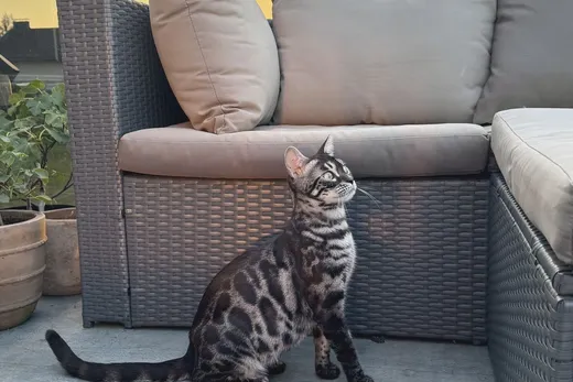 Wenn es dämmert, wird die Terrasse noch einmal spannend.