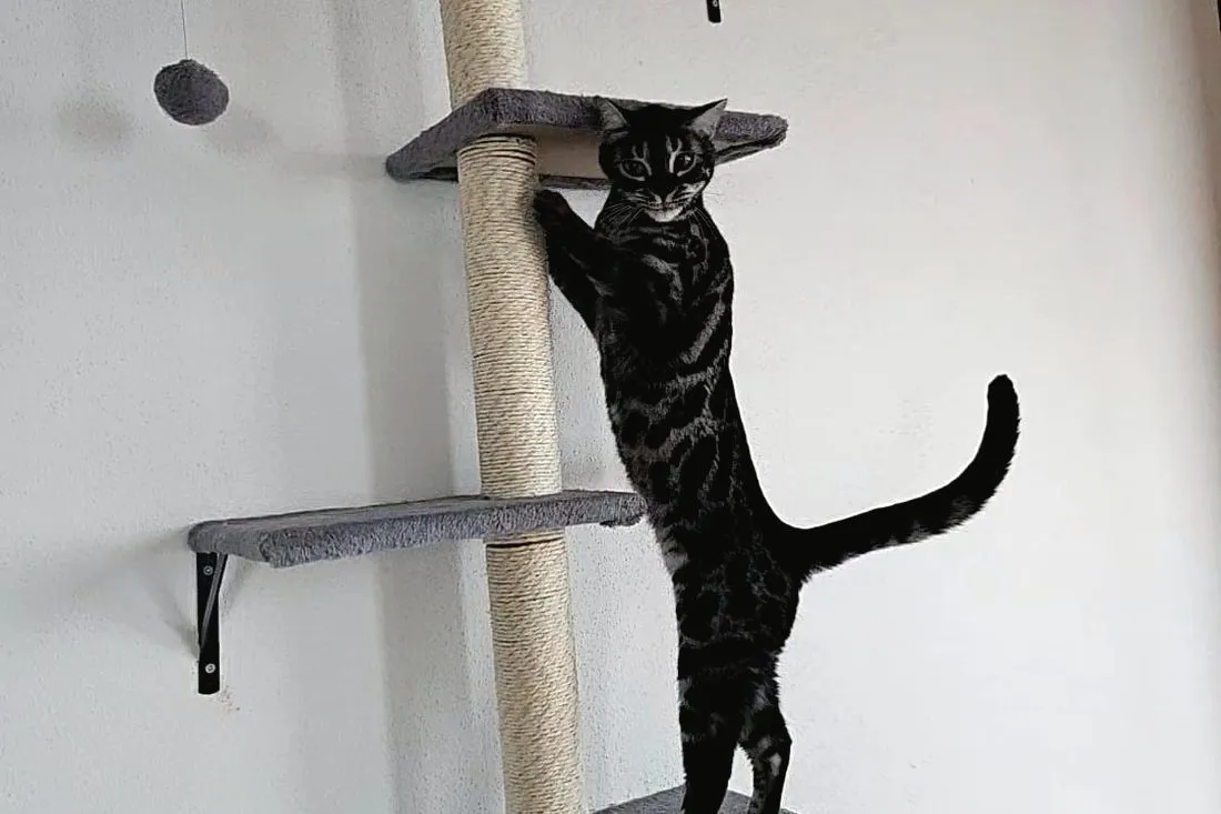 Was oben ist, wird überprüft — Bengalkatze, Alltag