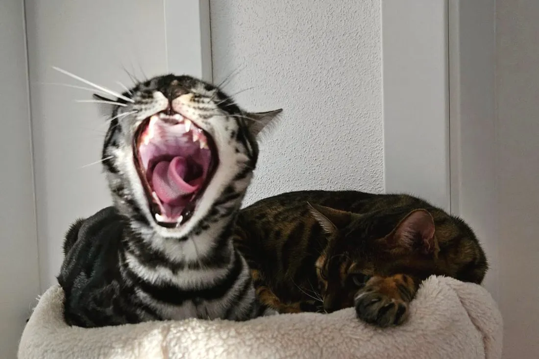 Bengalen reden viel. Und laut — Bengalkatze, Alltag