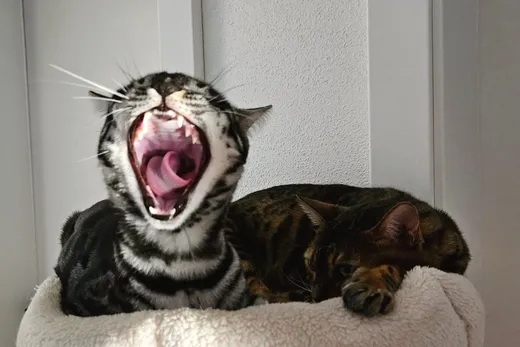 Bengalen reden viel. Und laut.