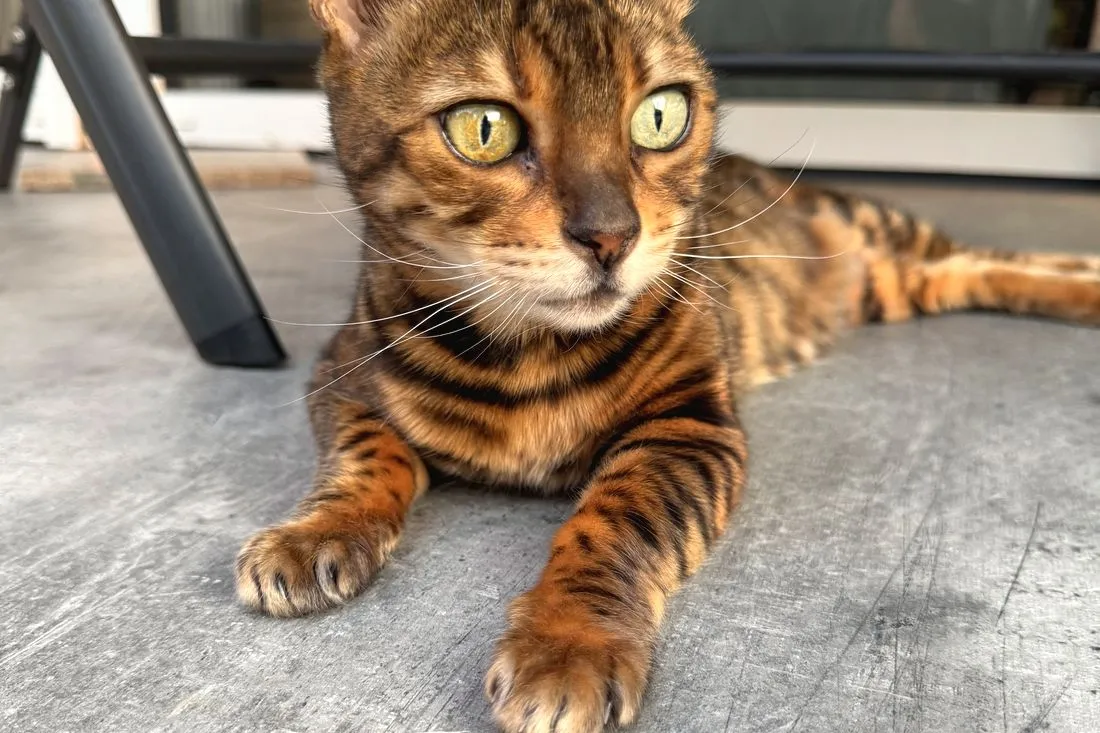 Gaia, in voller Länge — Bengalkatze, Alltag