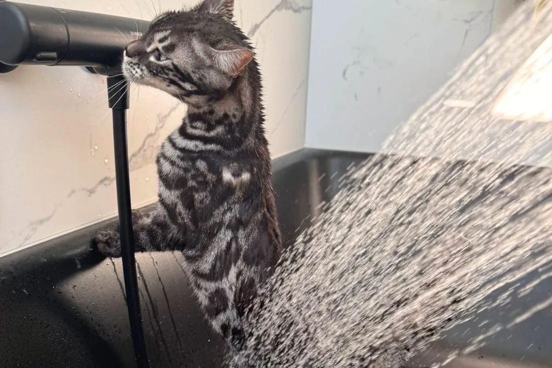 Anders als die meisten Katzen scheuen Bengalen Wasser nicht — Bengalkatze, Alltag
