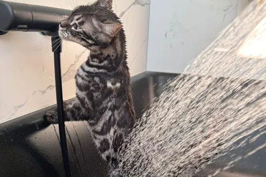 Anders als die meisten Katzen scheuen Bengalen Wasser nicht.