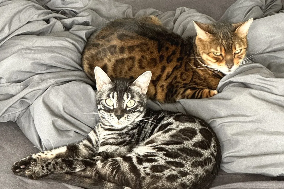 Zu zweit ist es leichter — Bengalkatze, Alltag