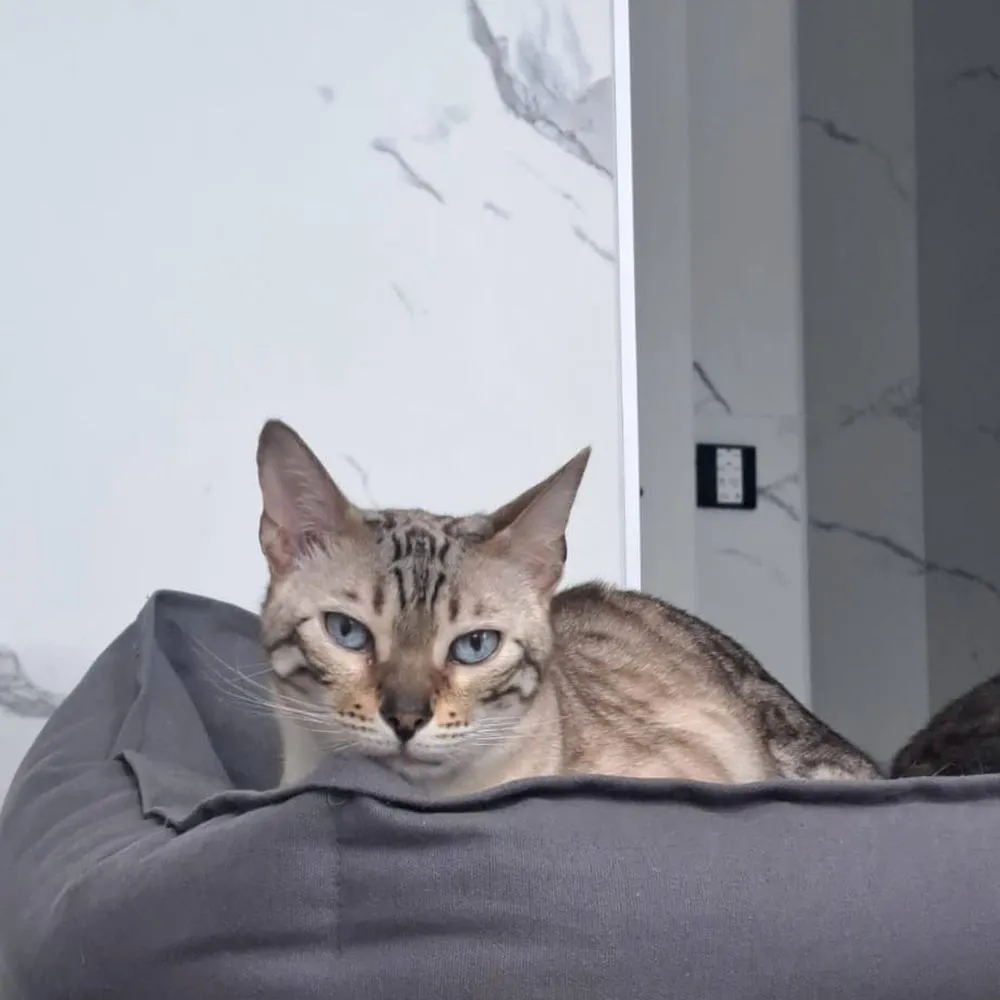 Snow-Bengal liegt auf der obersten Plattform des Kratzbaums