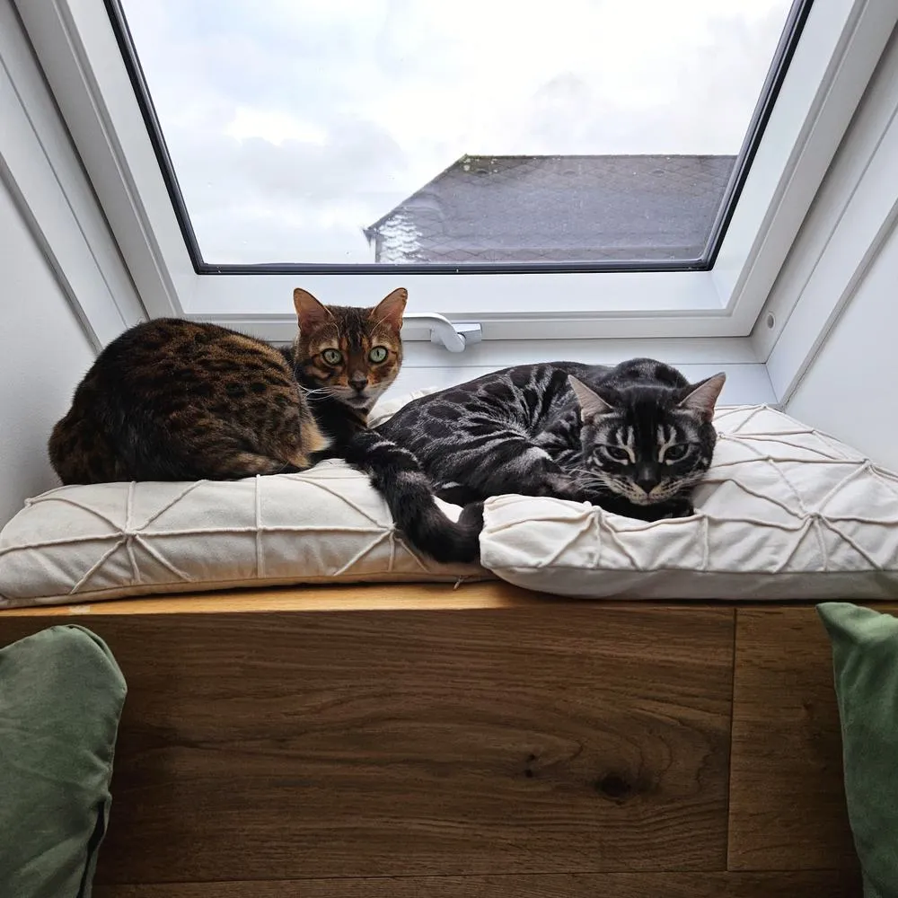 Zwei Katzen auf der Kissenbank am Fenster