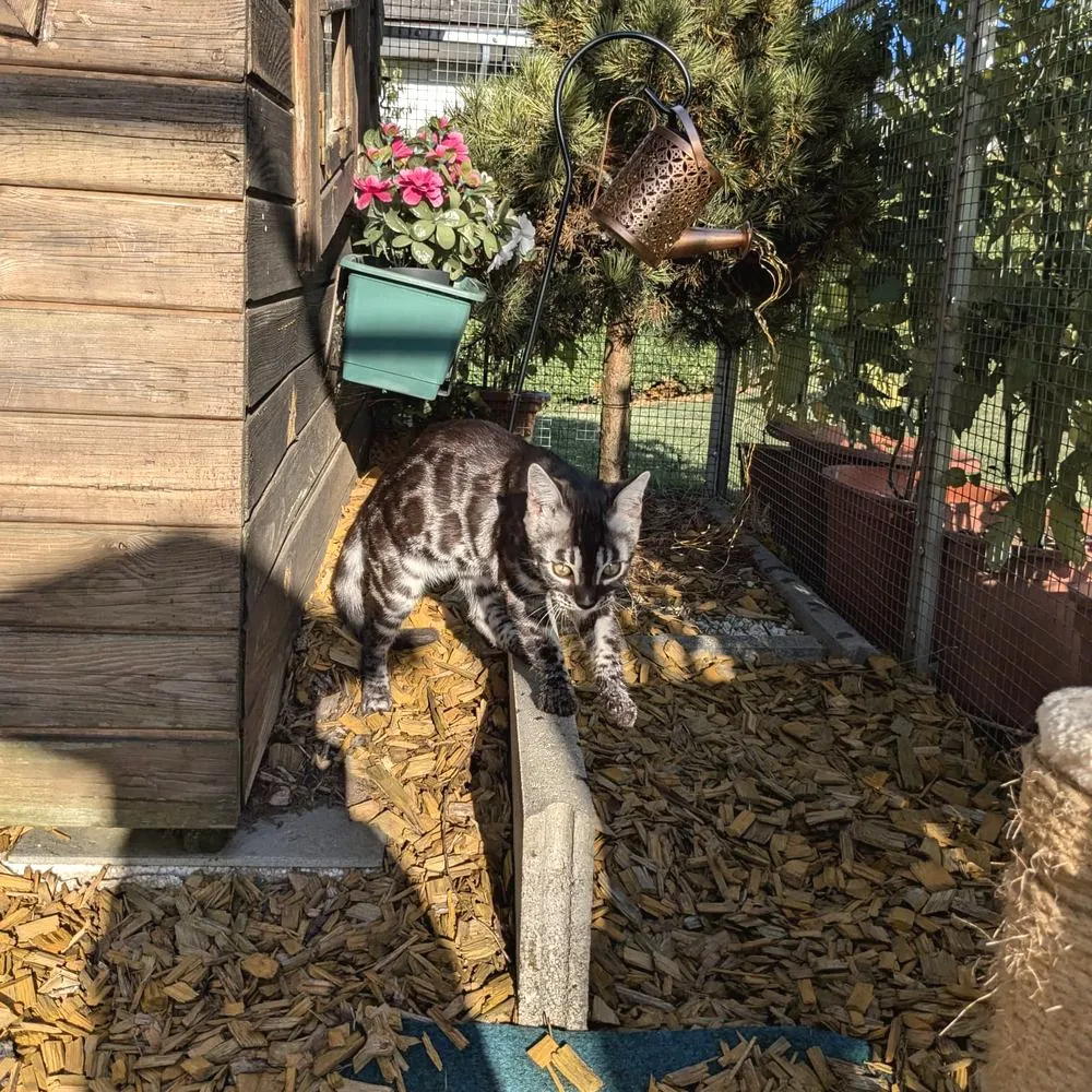 Das Freigehege am Haus — Bengalkatze, Alltag
