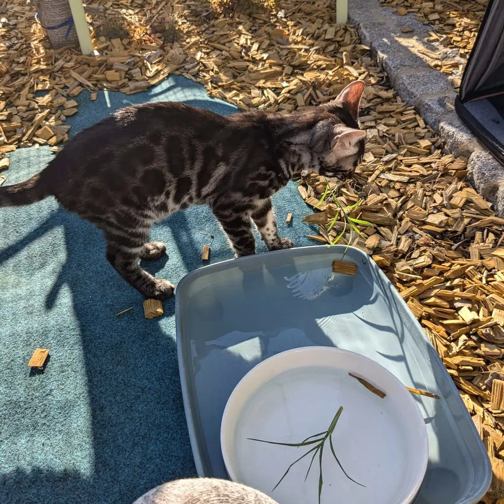 Draußen schmeckt das Wasser besser — Bengalkatze, Alltag