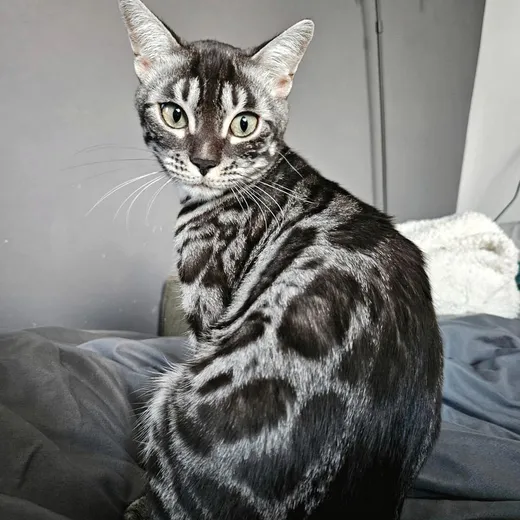 Terra hält Hof auf der Couch.