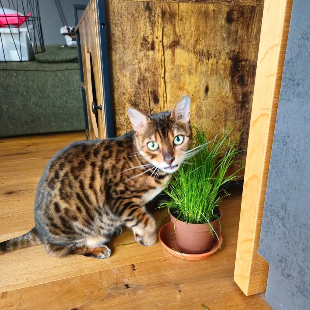 Bengalkatze am Topf mit Katzengras