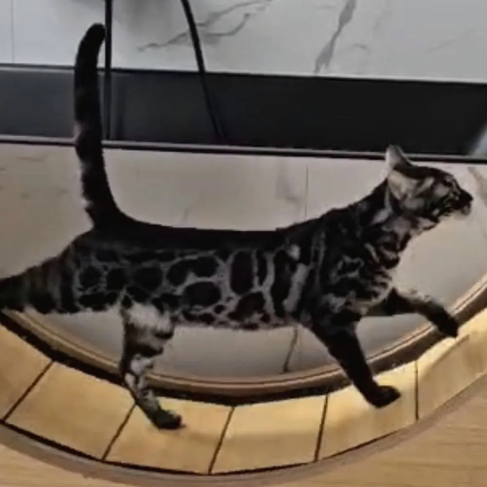 Bengalkatze läuft im Katzenlaufrad