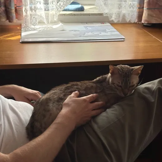 Schoßkatzen — wenn sie es wollen.