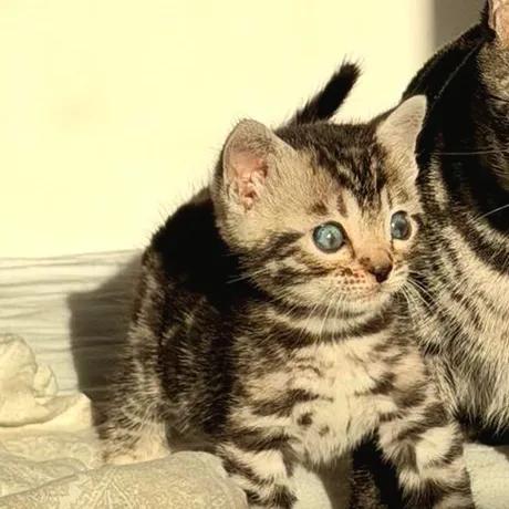 Das Katzenmädchen, neugeboren
