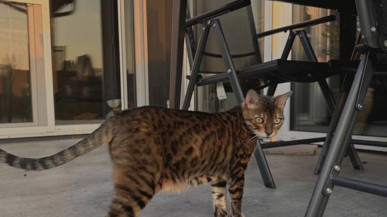Bengalkatze bei den Bengalinators zu Hause