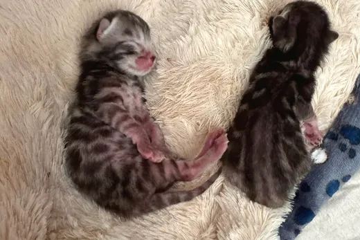 Die zwei Kitten nebeneinander: hell und dunkel.