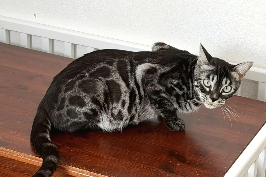 Terra sitzt auf der Wurfbox, der Bauch deutlich rund — Bengalkatze, Bengalkatze