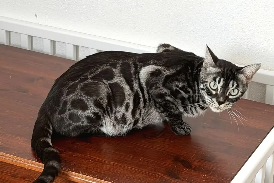 Terra sitzt auf der Wurfbox und schaut in die Kamera, der runde Bauch gut sichtbar.