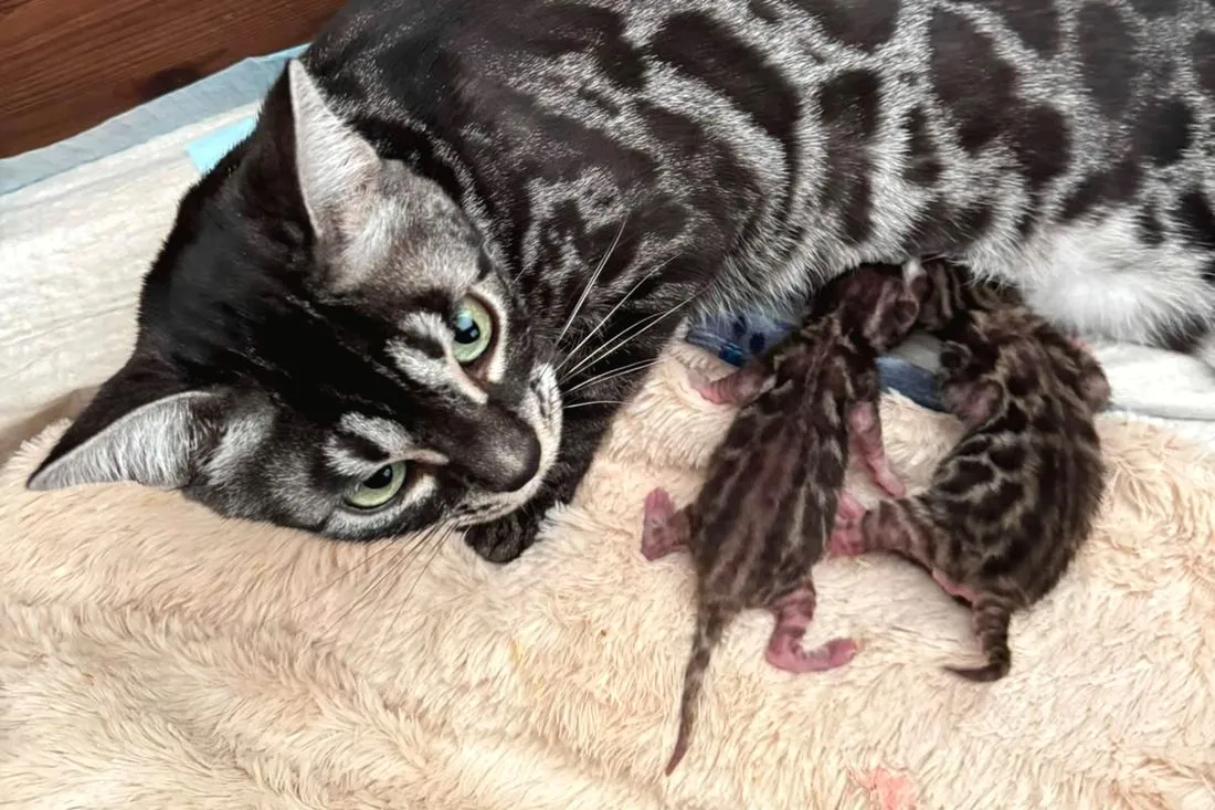 Terra mit beiden Kitten in den ersten Tagen — Bengalkatze, Bengalkatze
