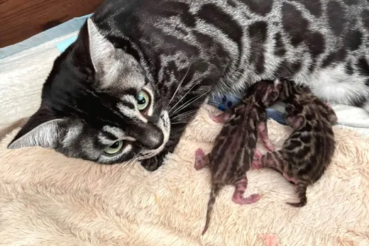 Terra mit beiden Kitten in den ersten Tagen.
