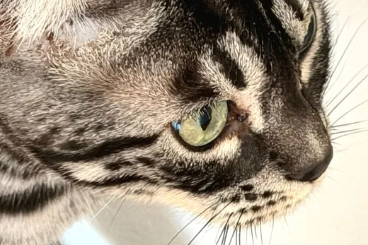 Terras Auge, ganz nah.