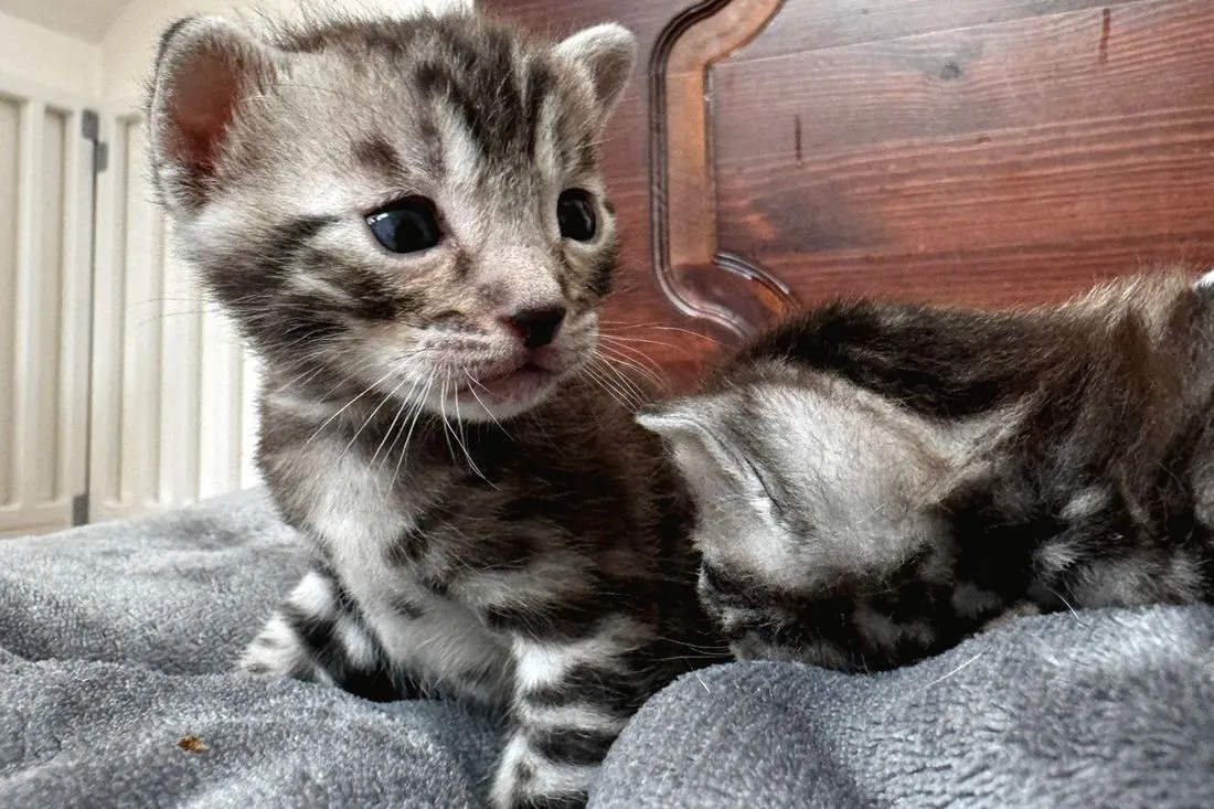 Darius wach, Diana daneben eingeschlafen — dritte Woche — Bengalkatze, Bengalkatze