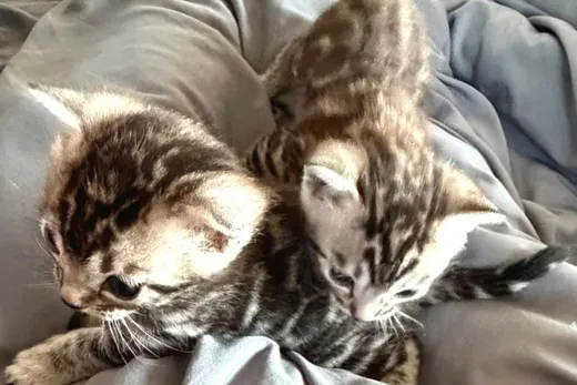Diana und Darius mit vier Wochen nebeneinander.