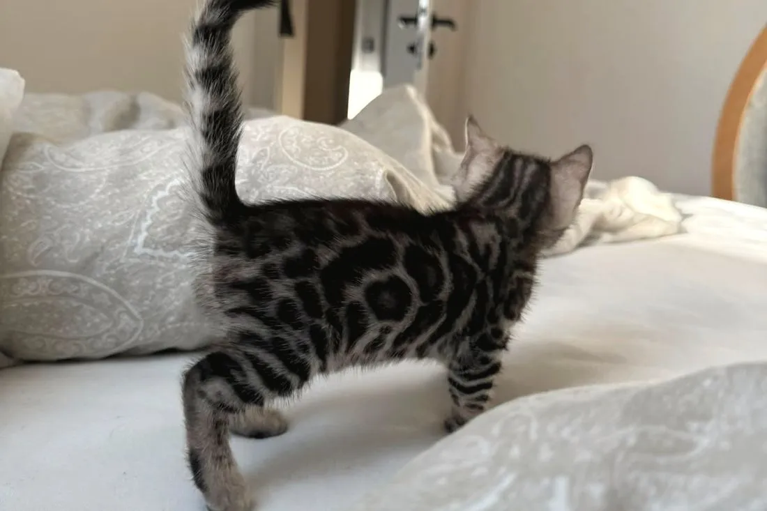 Darius im Profil, fünfte Woche — die Rosetten stehen einzeln — Bengalkatze, Bengalkatze