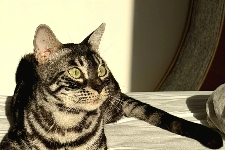 Terra liegt ausgestreckt auf dem Bett, die Vorderpfoten nach vorn, und schaut ruhig zur Seite.