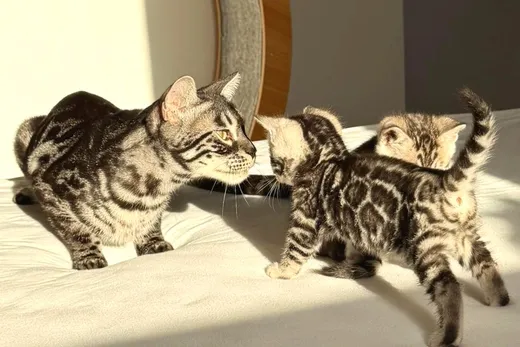 Terra Nase an Nase mit einem Kitten, das zweite daneben — fünfte Woche.