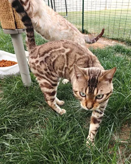 Gastkater Quincy